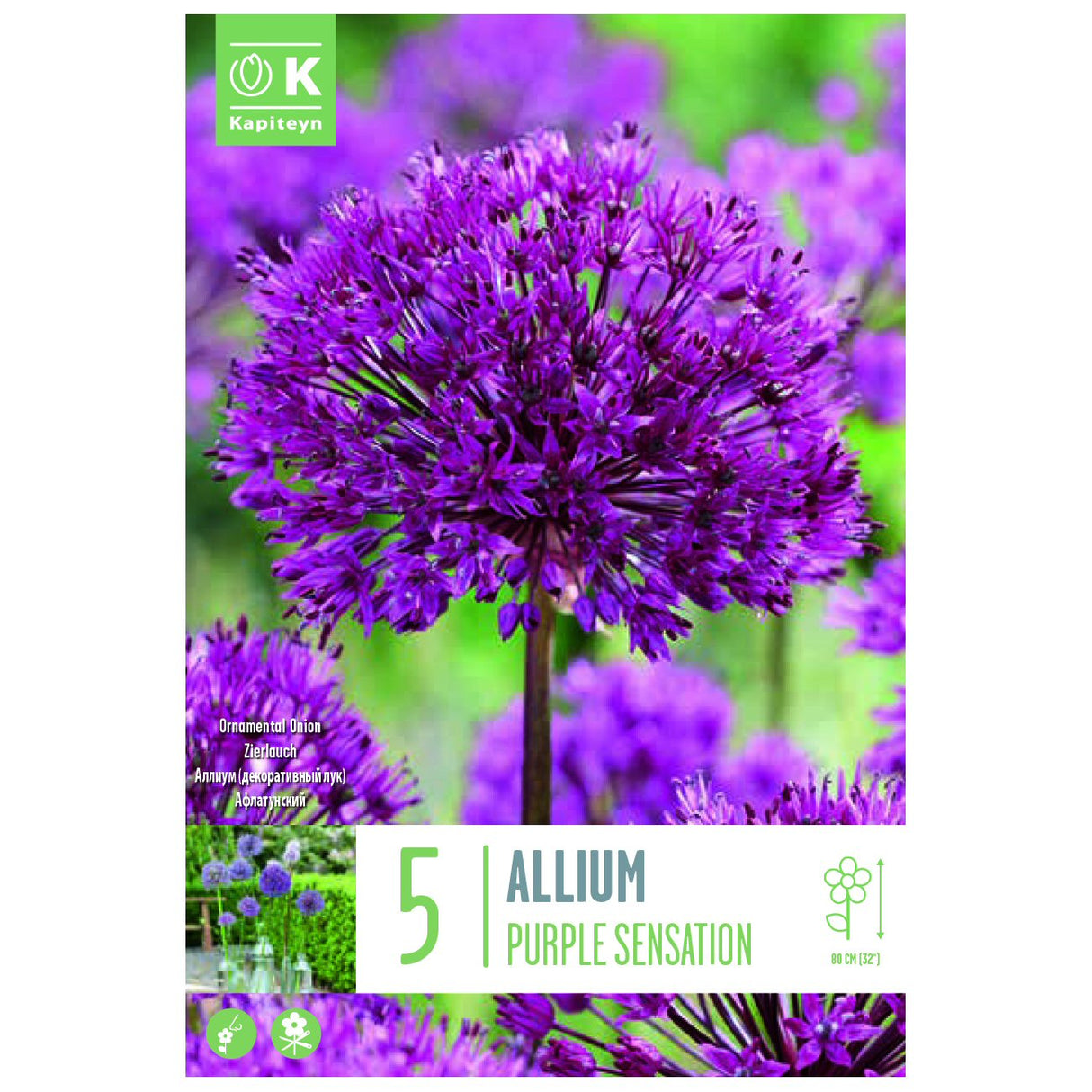 Kapiteyn 5 Purple Sensation Allium Spring Flowering Bulbs