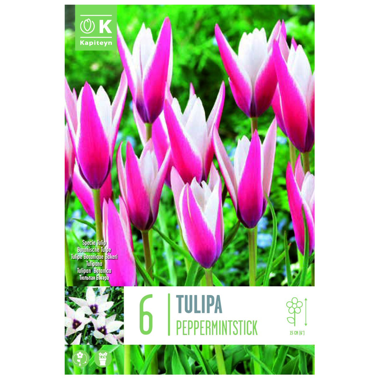 Kapiteyn 6 Clusiana Peppermintstick Specie Tulip Spring Flowering Bulbs