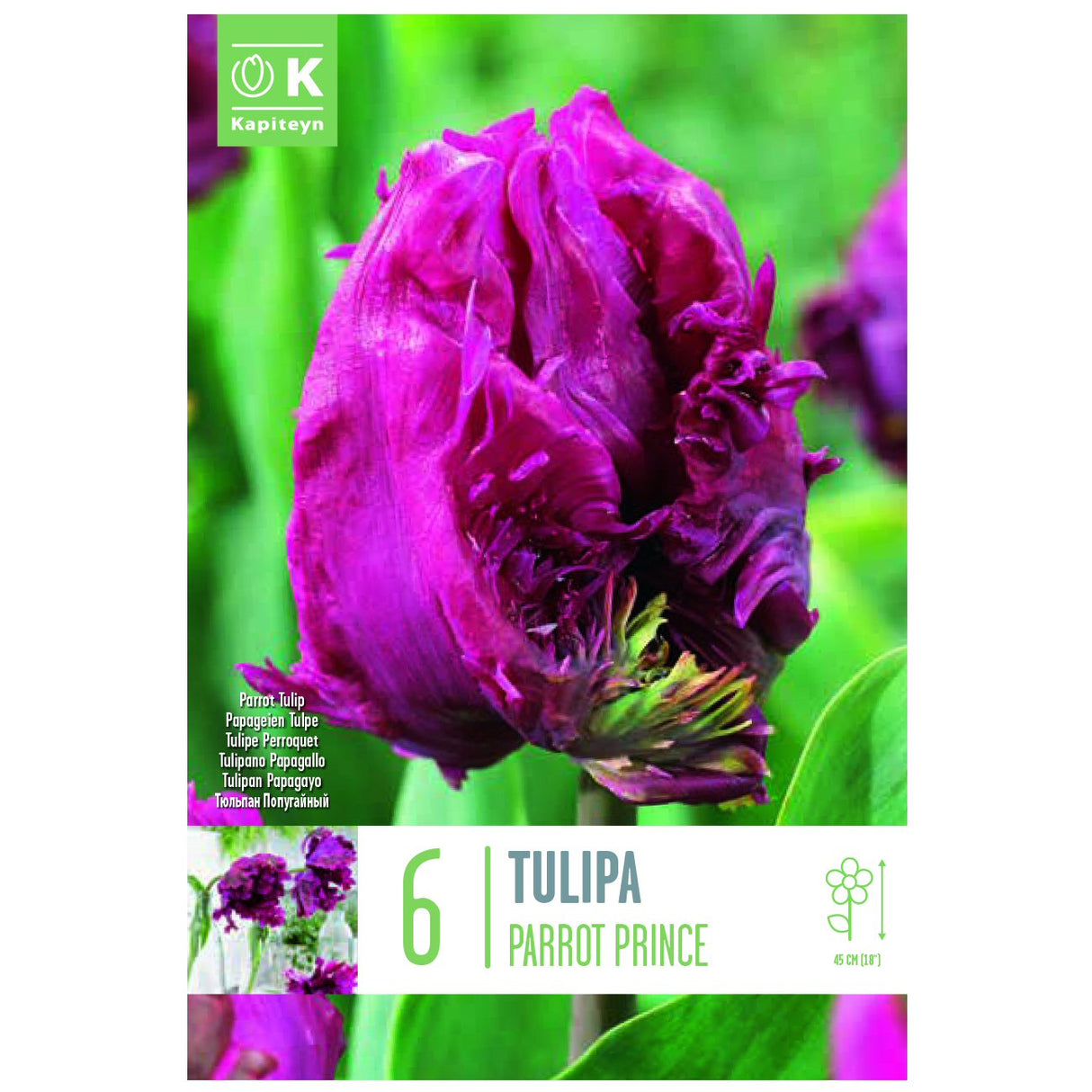 Kapiteyn 6 Parrot Prince Parrot Tulip Spring Flowering Bulbs