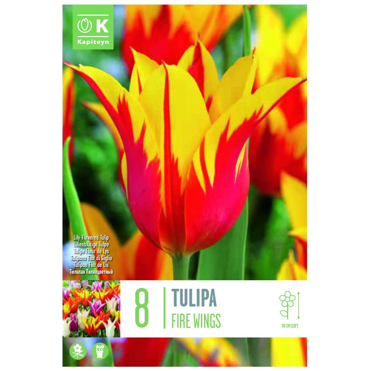 Kapiteyn 8 Fire Wings Lily-Flowered Tulip Spring Flowering Bulbs