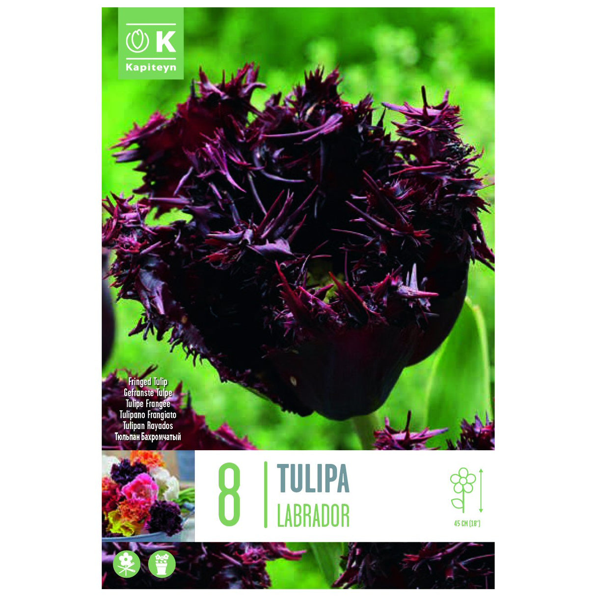 Kapiteyn 8 Labrador Fringed Tulip Spring Flowering Bulbs