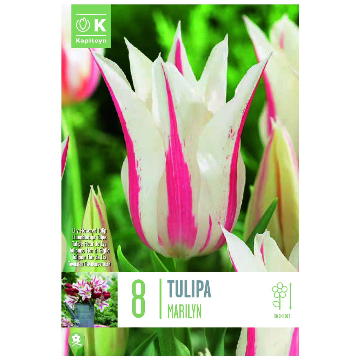 Kapiteyn 8 Marilyn Lily Flowered Tulip Spring Flowering Bulbs