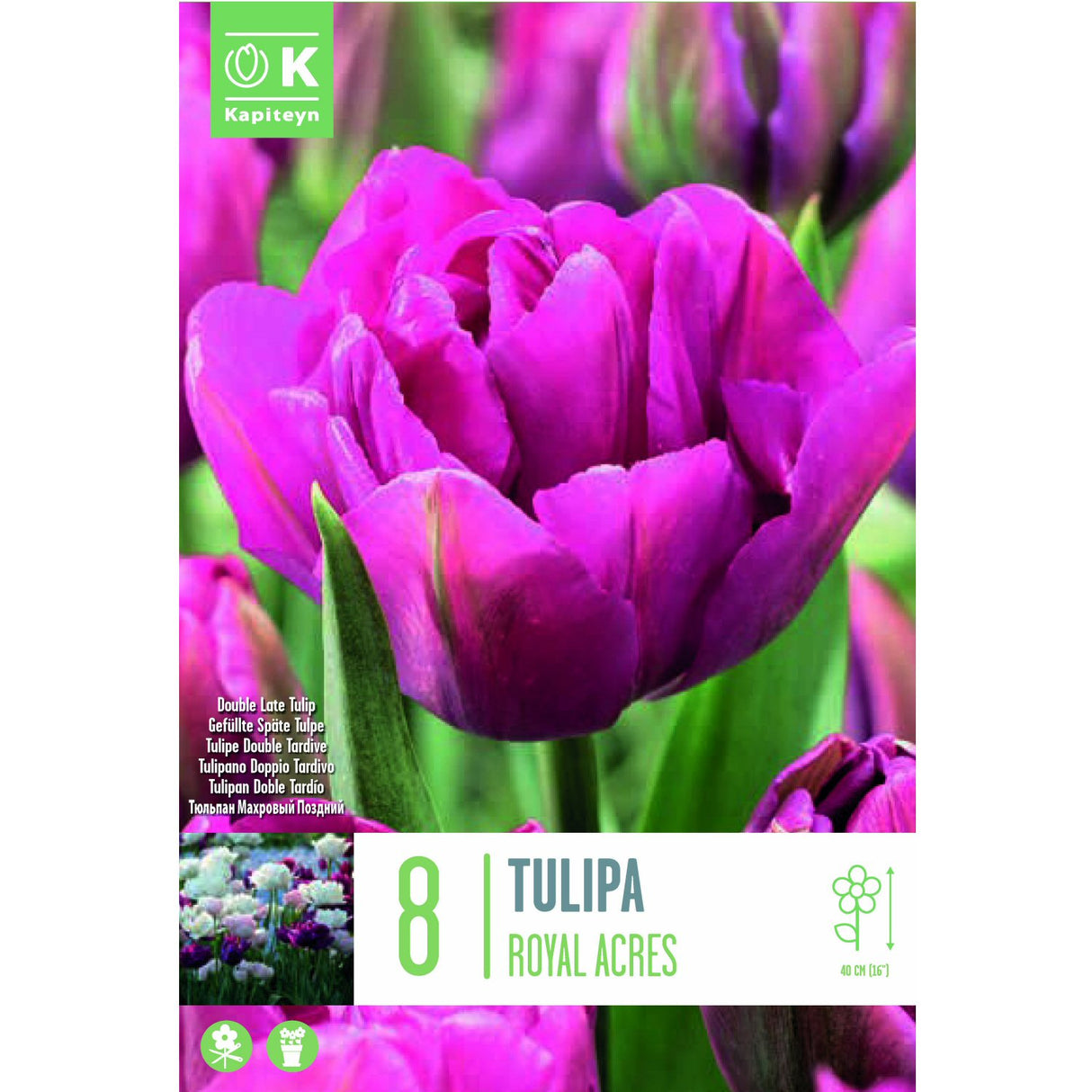 Kapiteyn 8 Royal Acres Double Early Tulip Spring Flowering Bulbs