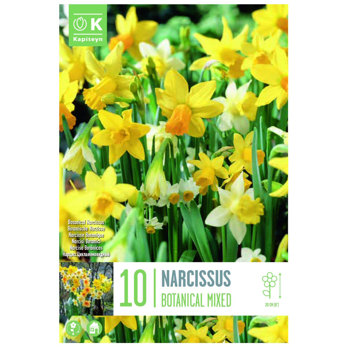 Kapiteyn 10 Botanical Mixed Colours Narcissus Daffodil Spring Flowering Bulbs