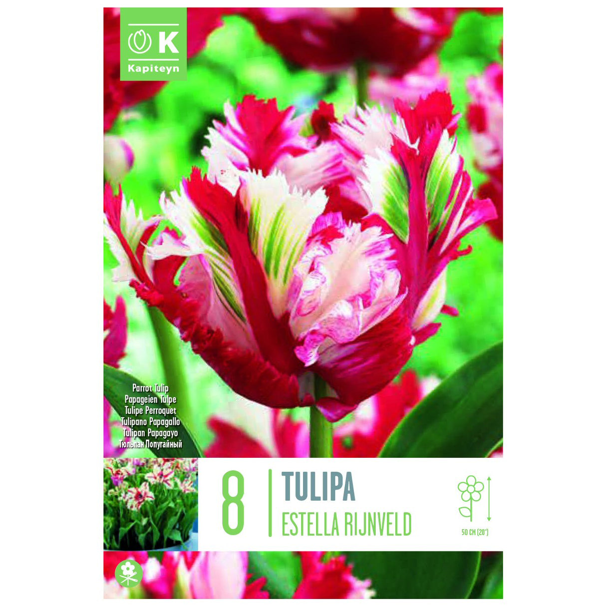 Kapiteyn 8 Estella Rijnveld Parrot Tulip Spring Flowering Bulbs