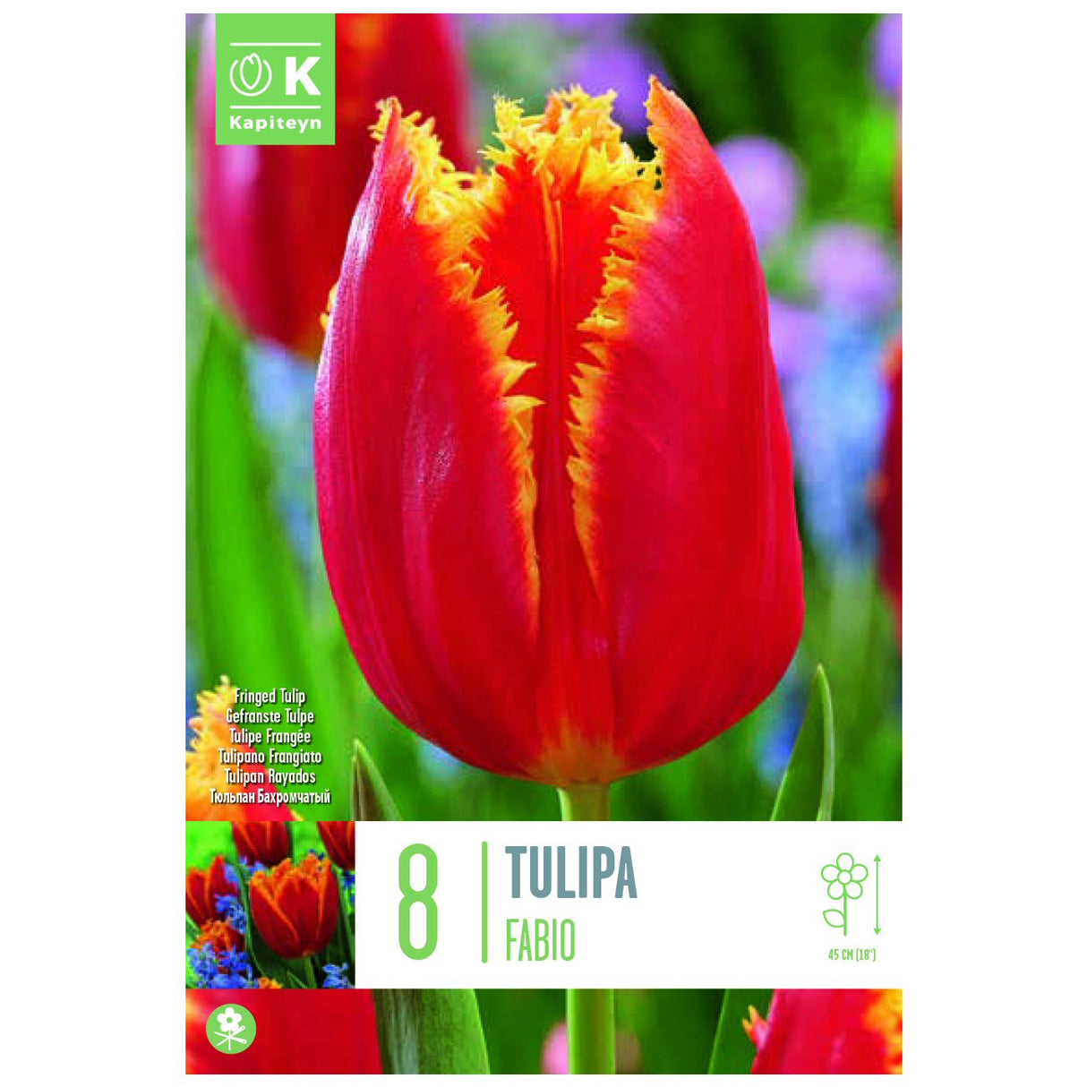 Kapiteyn 8 Fabio Fringed Tulip Spring Flowering Bulbs