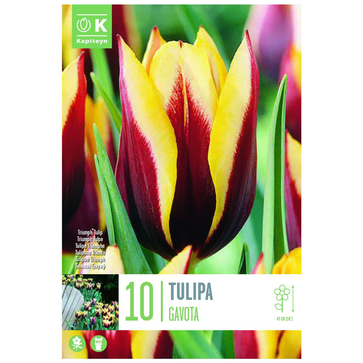 Kapiteyn 10 Gavota Triumph Tulip Spring Flowering Bulbs