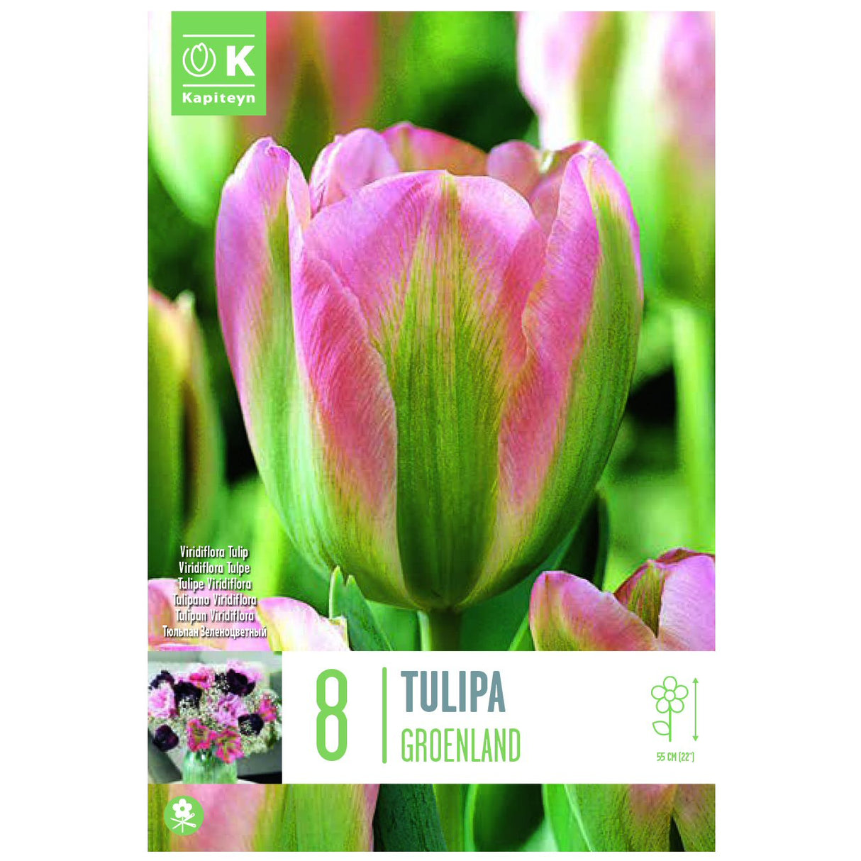 Kapiteyn 8 Groenland Viridiflora Tulip Spring Flowering Bulbs
