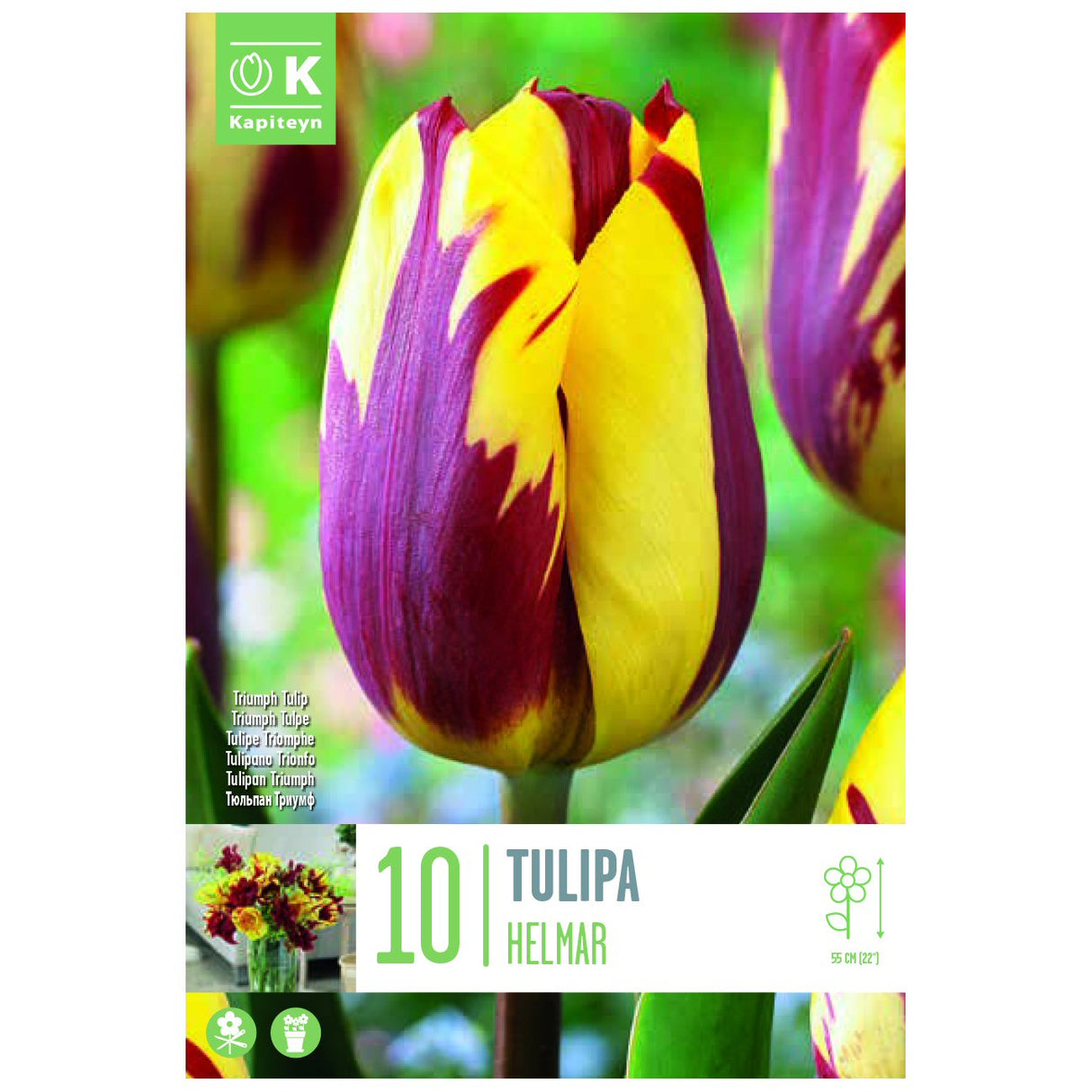 Kapiteyn 10 Helmar Triumph Tulip Spring Flowering Bulbs