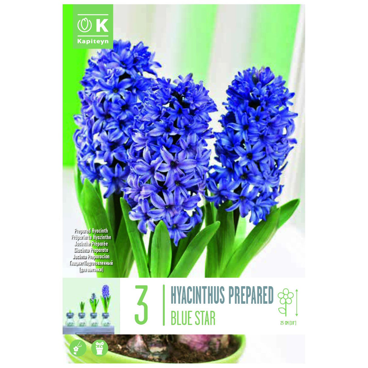 Kapiteyn 3 Prepared Hyacinth Early Blue Star Spring Flowering Bulbs