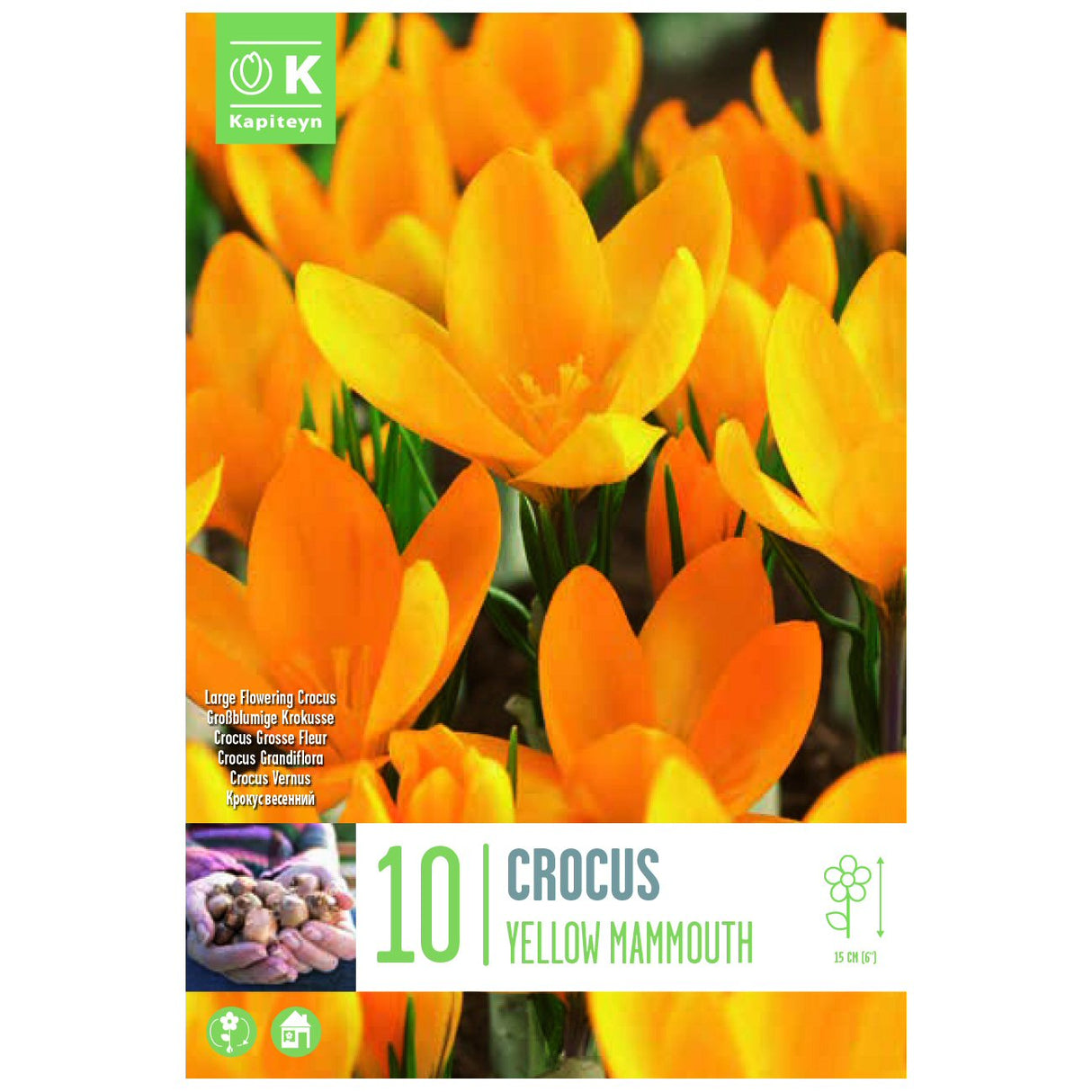 Kapiteyn 10 Large Yellow Mammouth Crocus Spring Flowering Bulbs