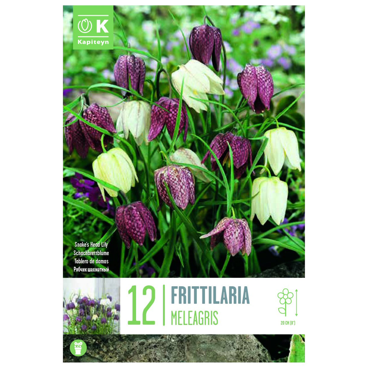 Kapiteyn 12 Meleagris Fritillaria Spring Flowering Bulbs