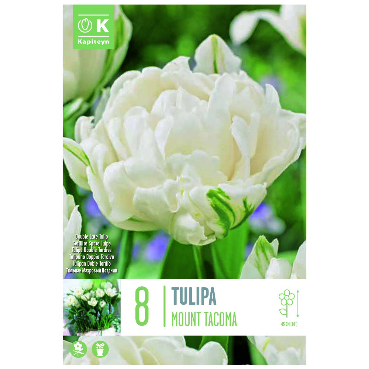 Kapiteyn 8 Mount Tacoma Double Late Tulip Spring Flowering Bulbs