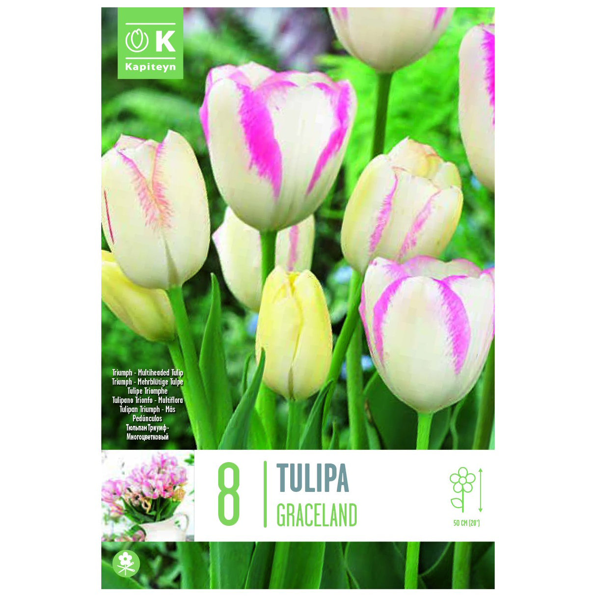 Kapiteyn 8 Multi-Headed Graceland Tulip Spring Flowering Bulbs