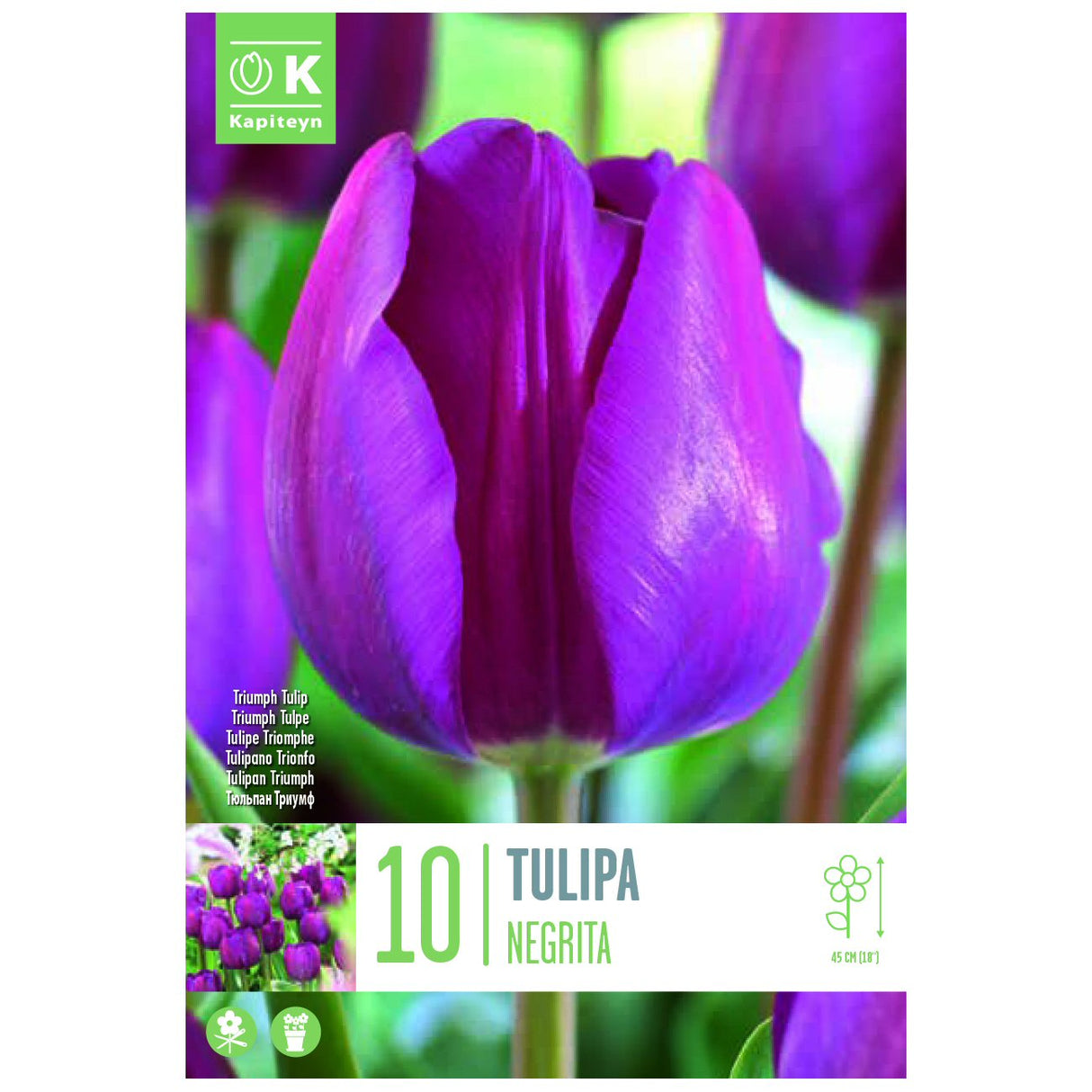 Kapiteyn 10 Negrita Triumph Tulip Spring Flowering Bulbs