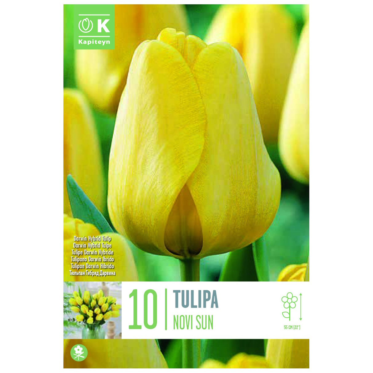 Kapiteyn 10 Hybrid Novisun Darwin Tulip Spring Flowering Bulbs