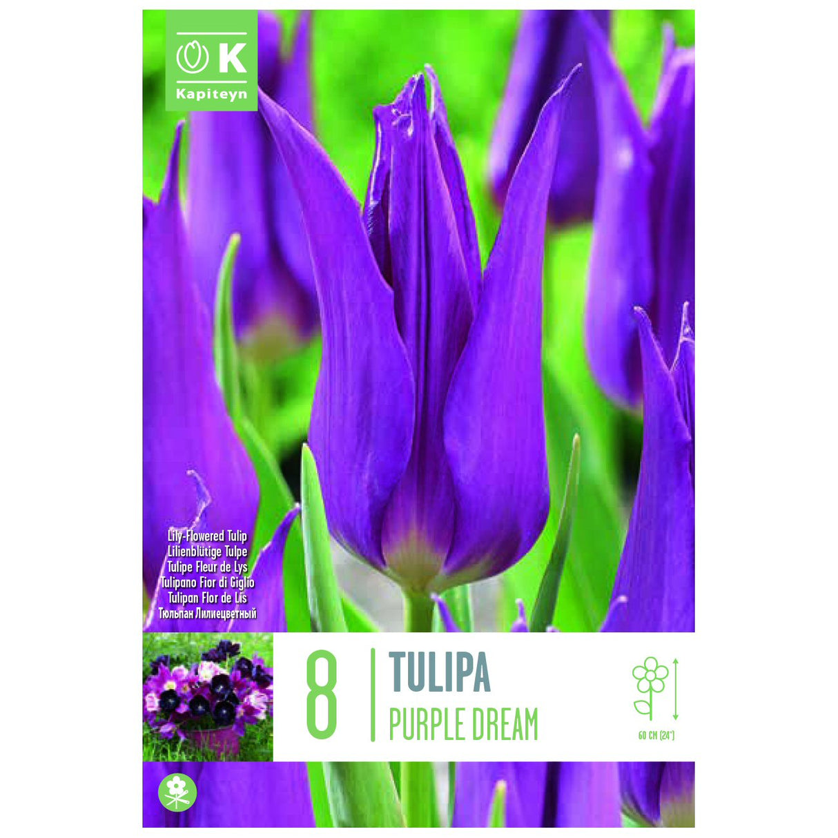 Kapiteyn 8 Purple Dream Lily-Flowered Tulip Spring Flowering Bulbs