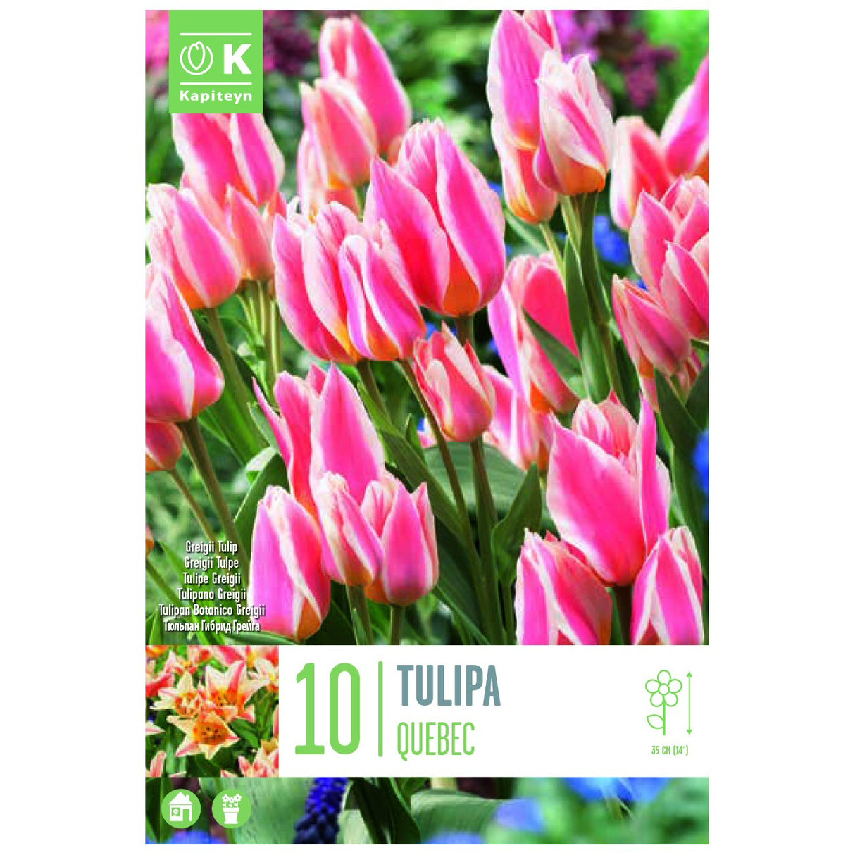 Kapiteyn 10 Quebec Greigii Tulip Spring Flowering Bulbs