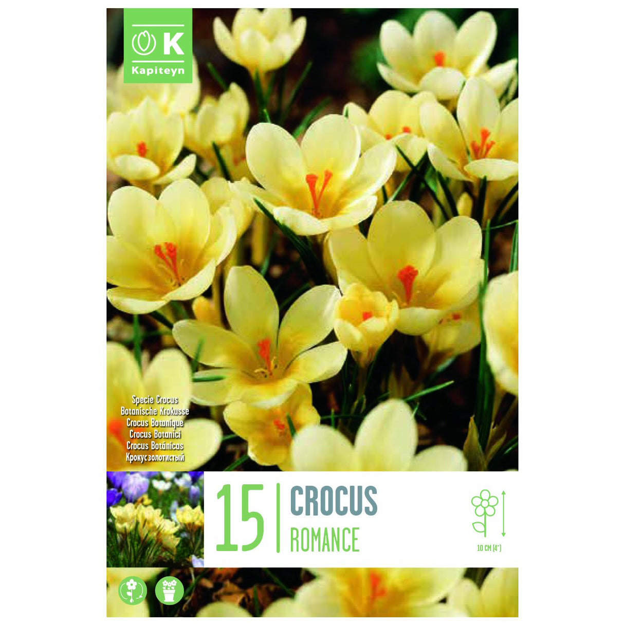 Kapiteyn 15 Romance Crocus Spring Flowering Bulbs