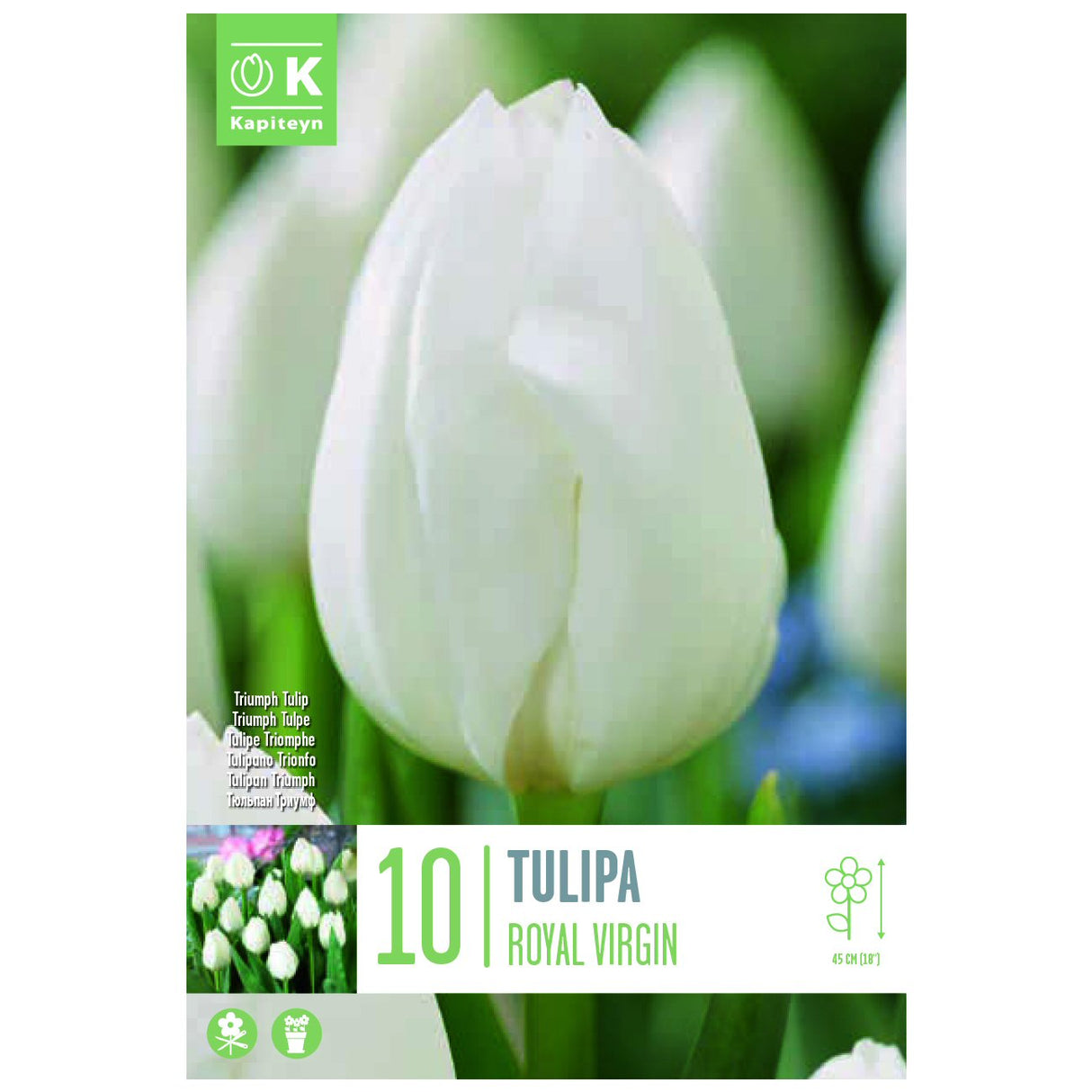 Kapiteyn 10 Royal Virgin Triumph Tulip Spring Flowering Bulbs