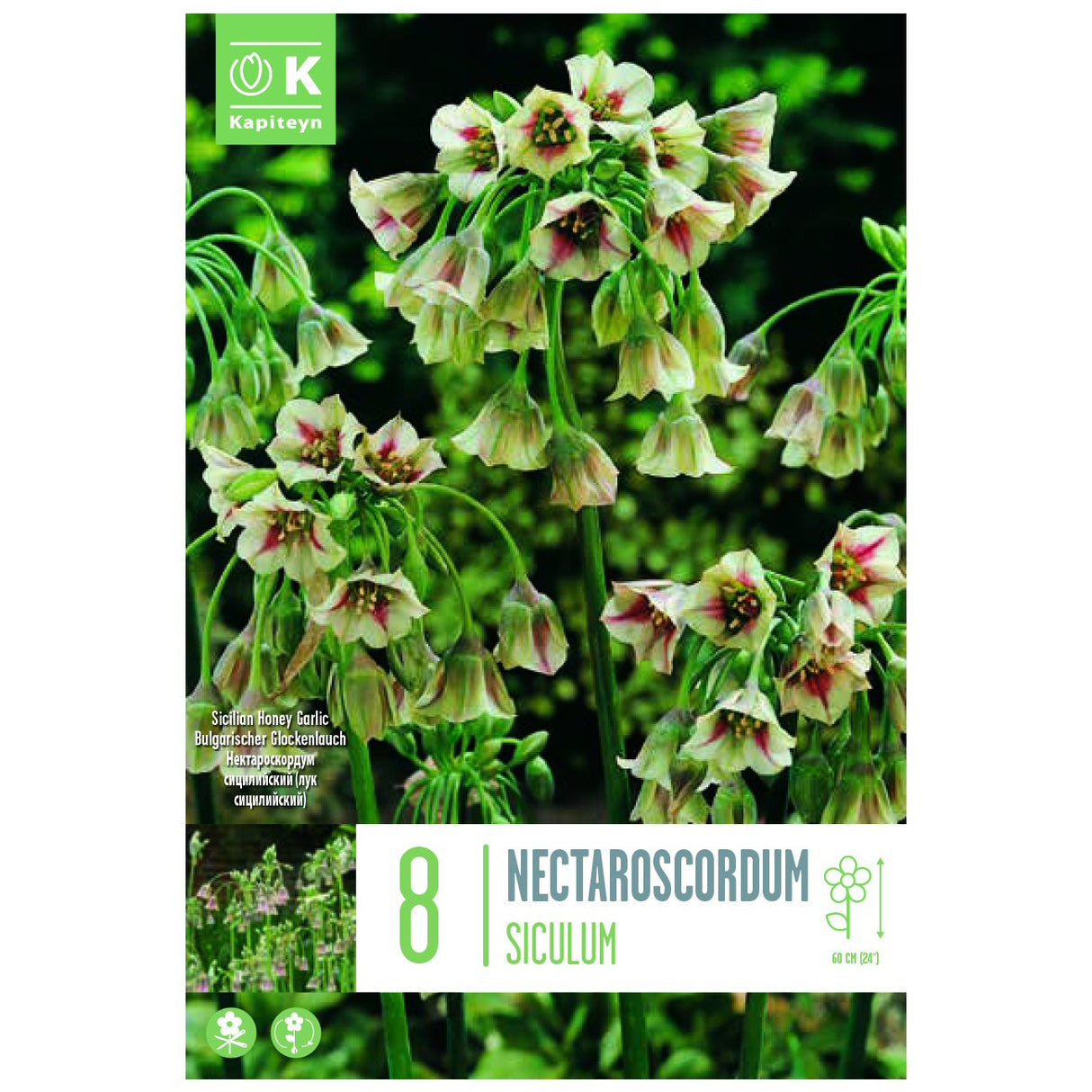 Kapiteyn 8 Siculum (Nectaroscordum) Allium Spring Flowering Bulbs