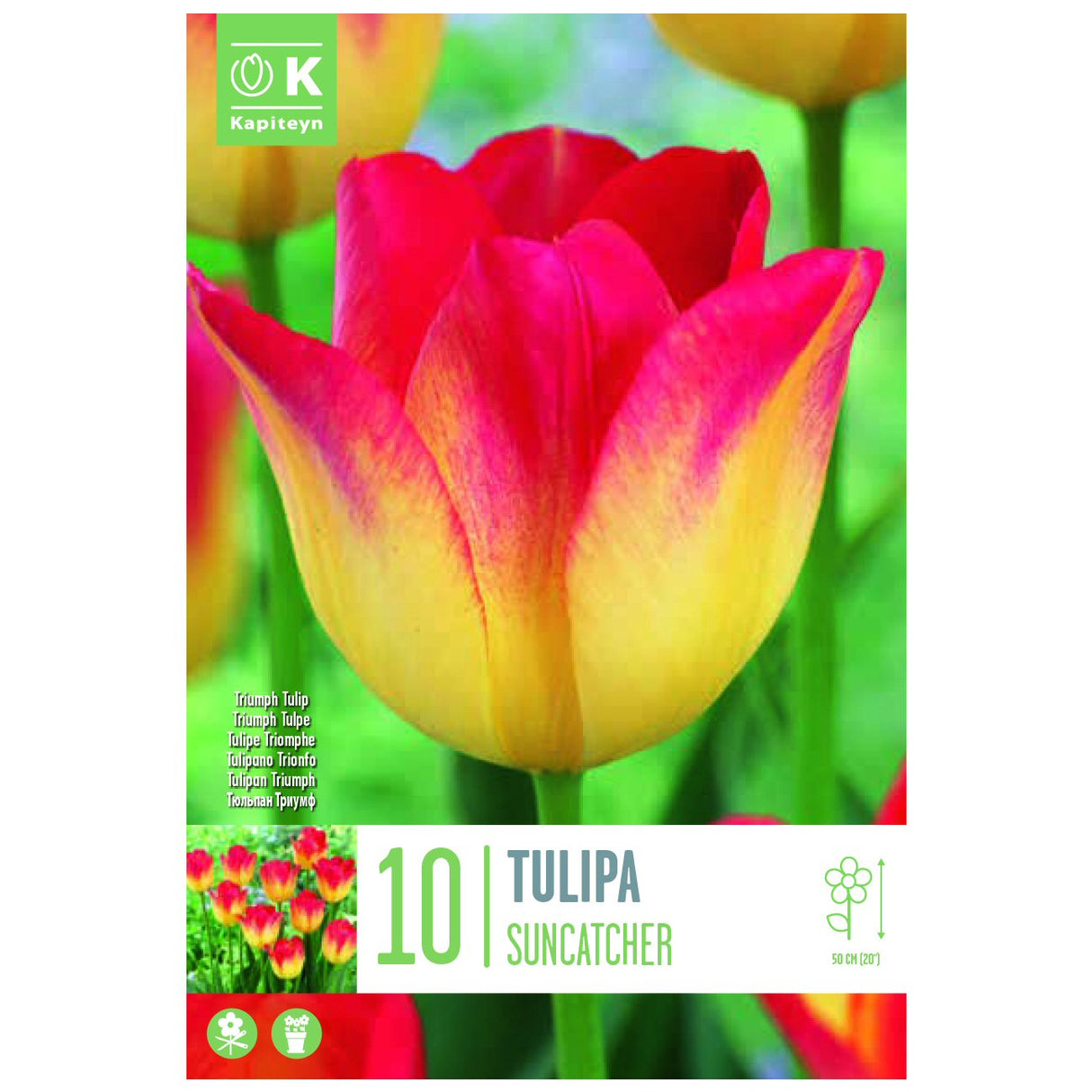 Kapiteyn 10 Suncatcher Triumph Tulip Spring Flowering Bulbs