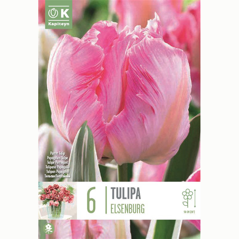Kapiteyn 6 Tulip Parrot ‘Elsenburg’ Spring Flowering Bulbs