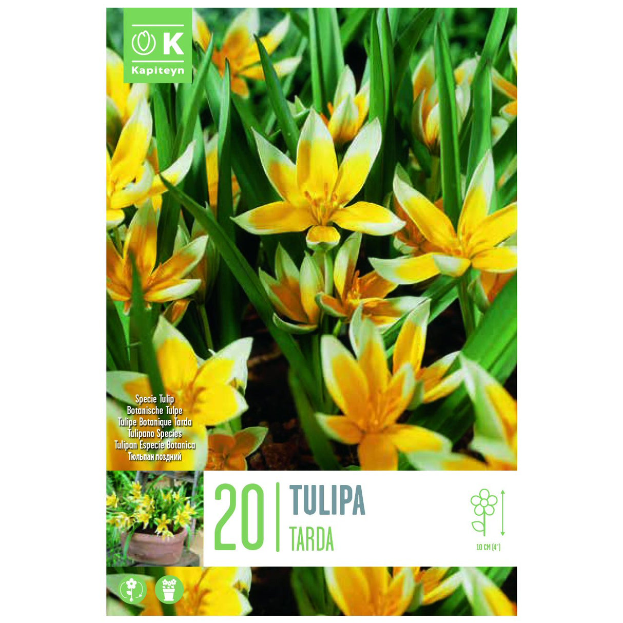 Kapiteyn 20 Tarda Species Tulip Spring Flowering Bulbs