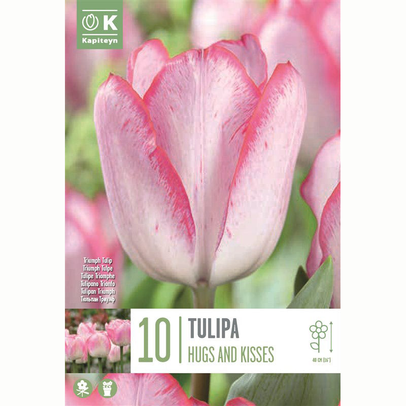 Kapiteyn 10 Tulip ‘Hugs and Kisses’ Spring Flowering Bulbs