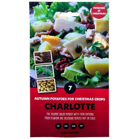 Kapiteyn Winter Variety Seed Potato - Charlotte - Old Railway Line Garden Centre
