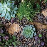 Kelkay 2-6mm Horticultural Alpine Grit Large Pack