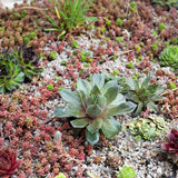 Kelkay Horticultural Potting Grit Handy Pack