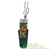 Kiwi 'Jenny' Fruit Bush - 3Ltr Pot