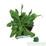 Knautia macedonica Melton pastels Scabious Plant - 1Ltr Pot