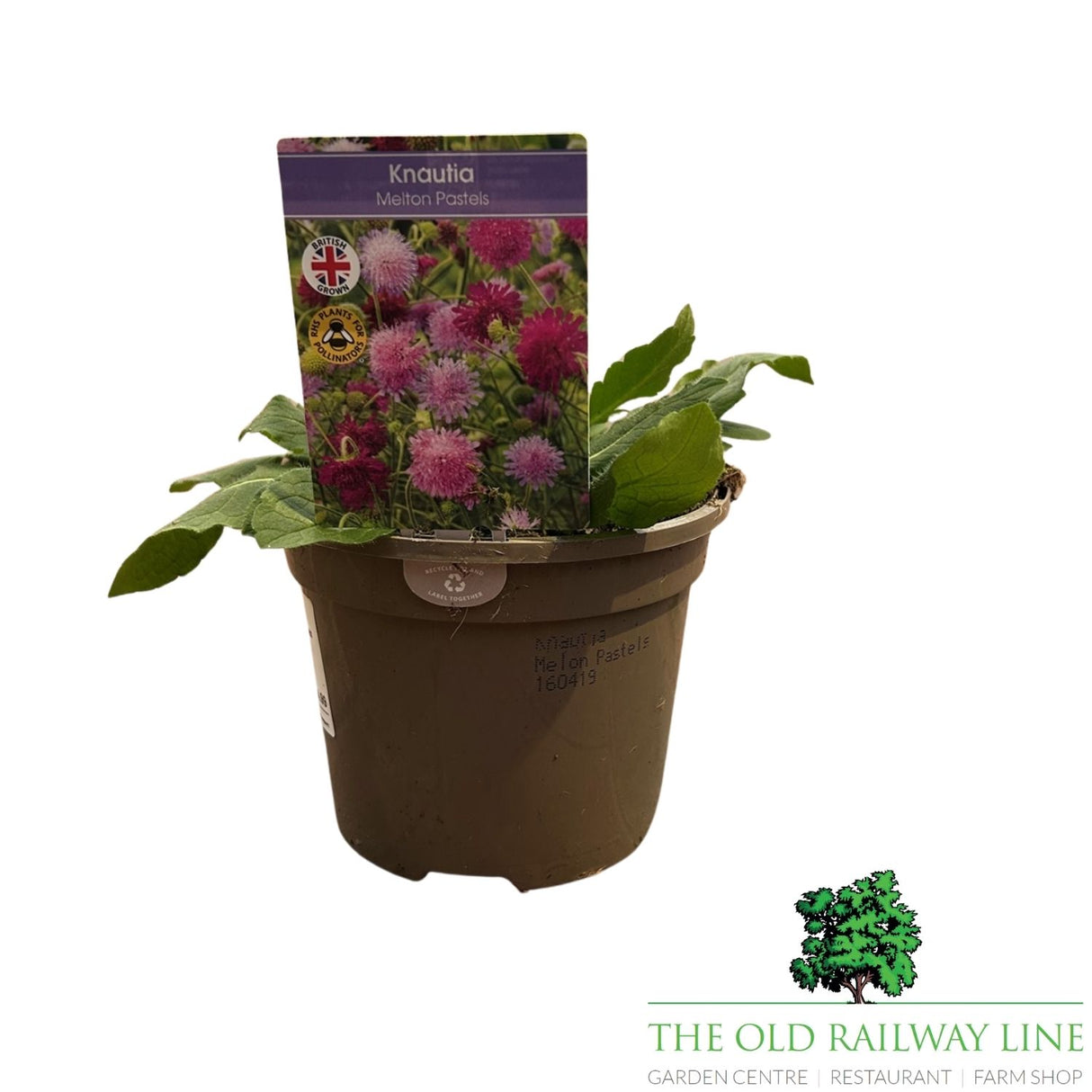 Knautia macedonica Melton pastels Scabious Plant - 1Ltr Pot