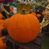 Large Locally Grown Pumpkin