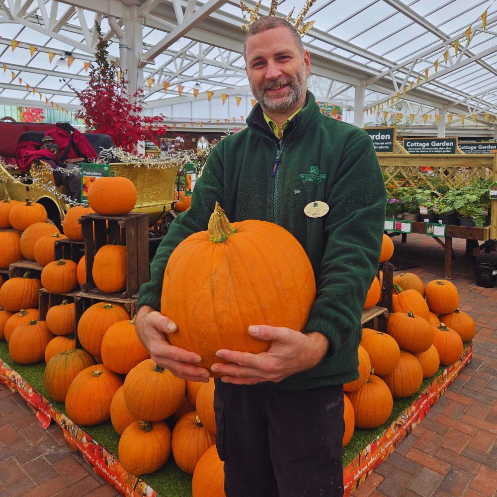 Large Locally Grown Pumpkin