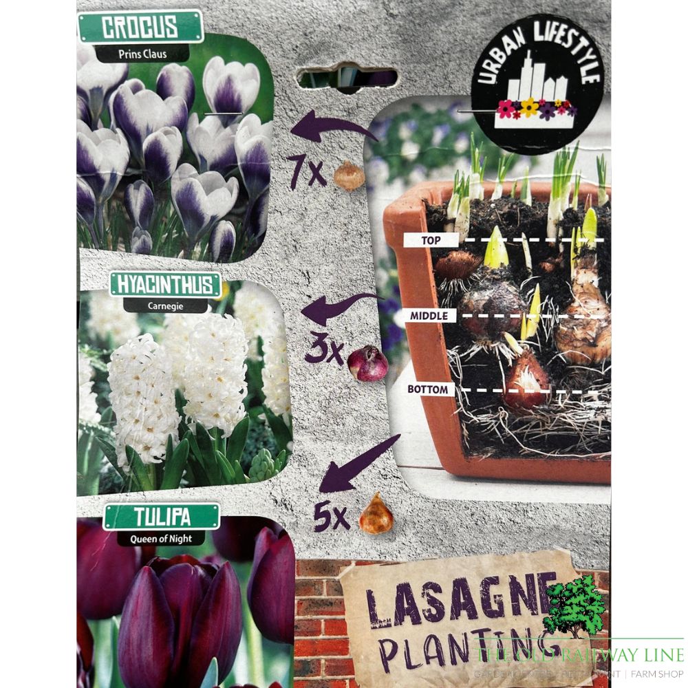Black and White Lasagne Mix Bulb Pack