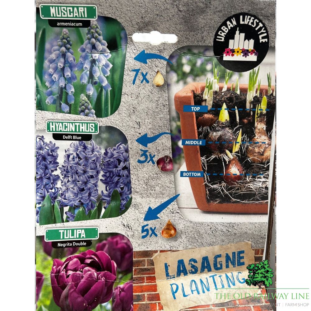 Blue Lasagne Mix Bulb Pack