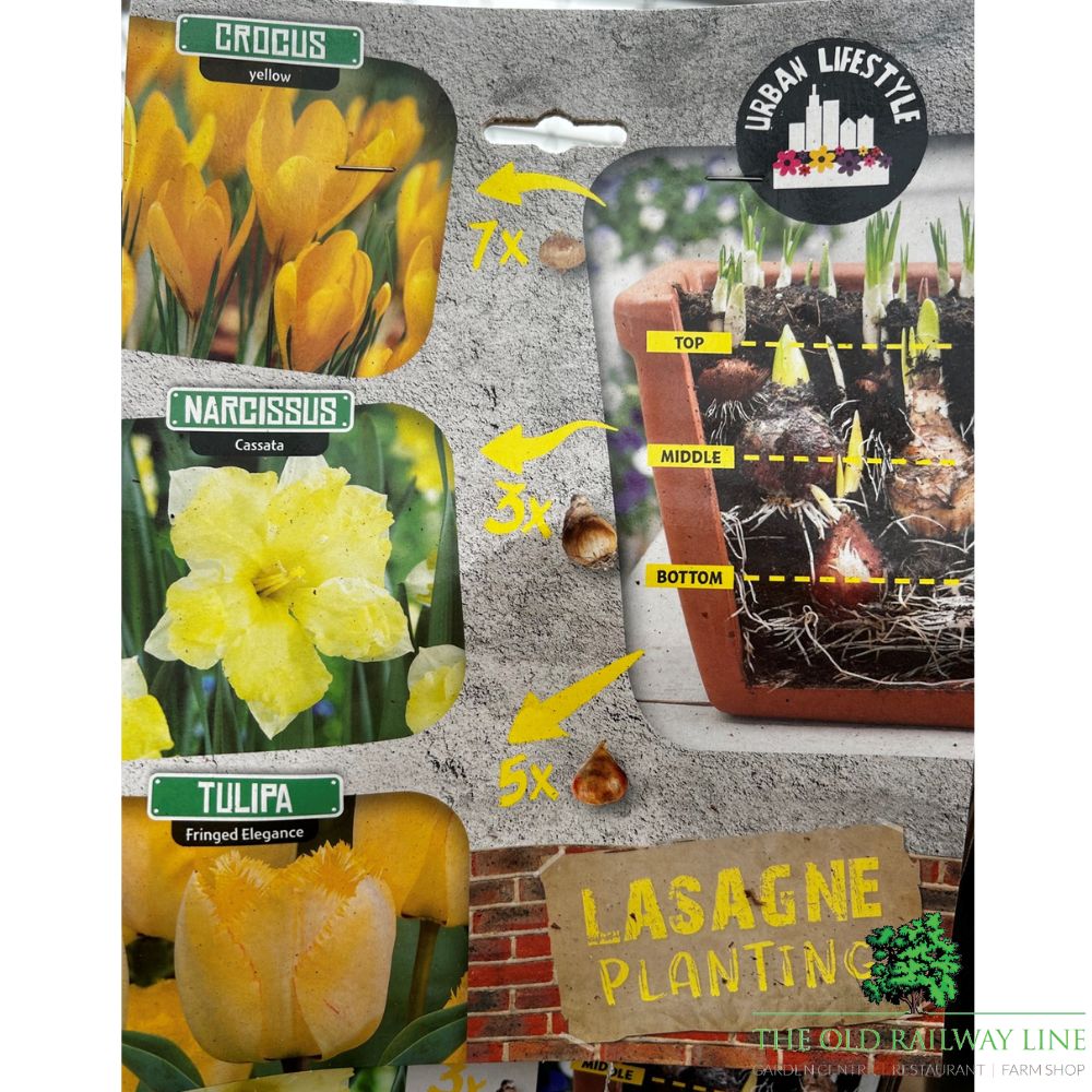Yellow Lasagne Mix Bulb Pack