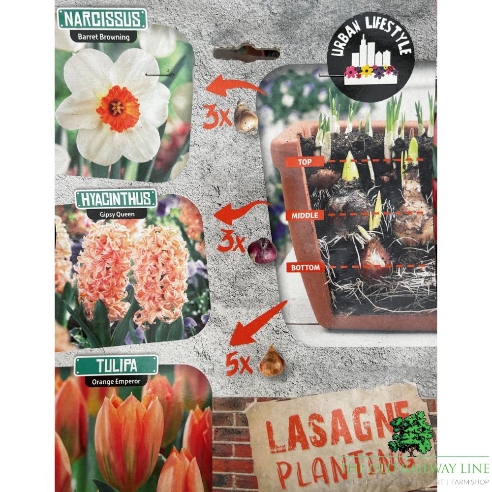 Orange Lasagne Mix Bulb Pack