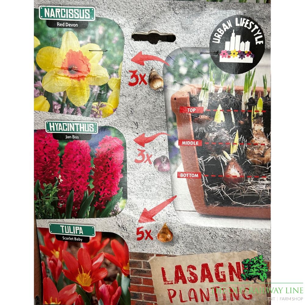 Red Lasagne Mix Bulb Pack