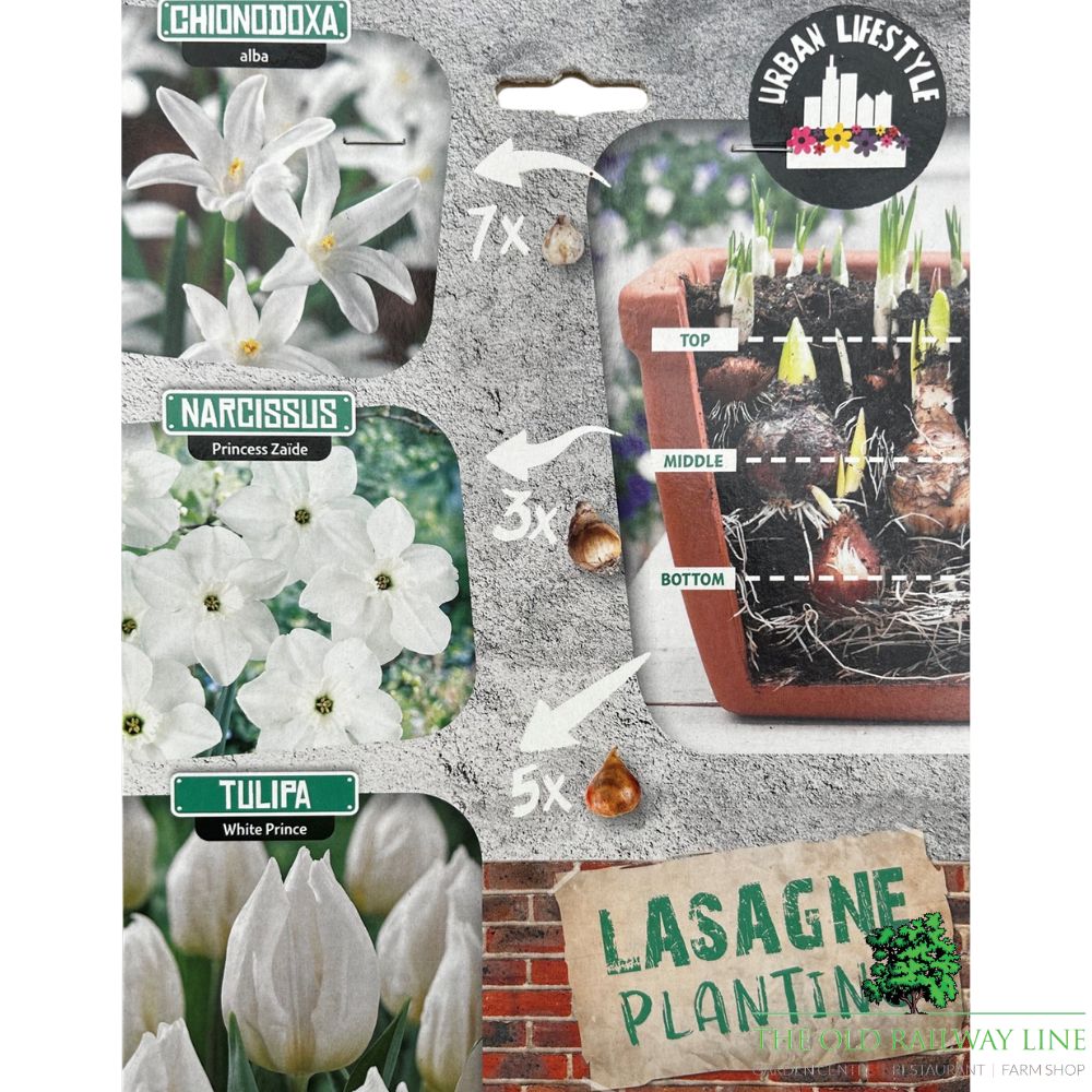 White Lasagne Mix Bulb Pack