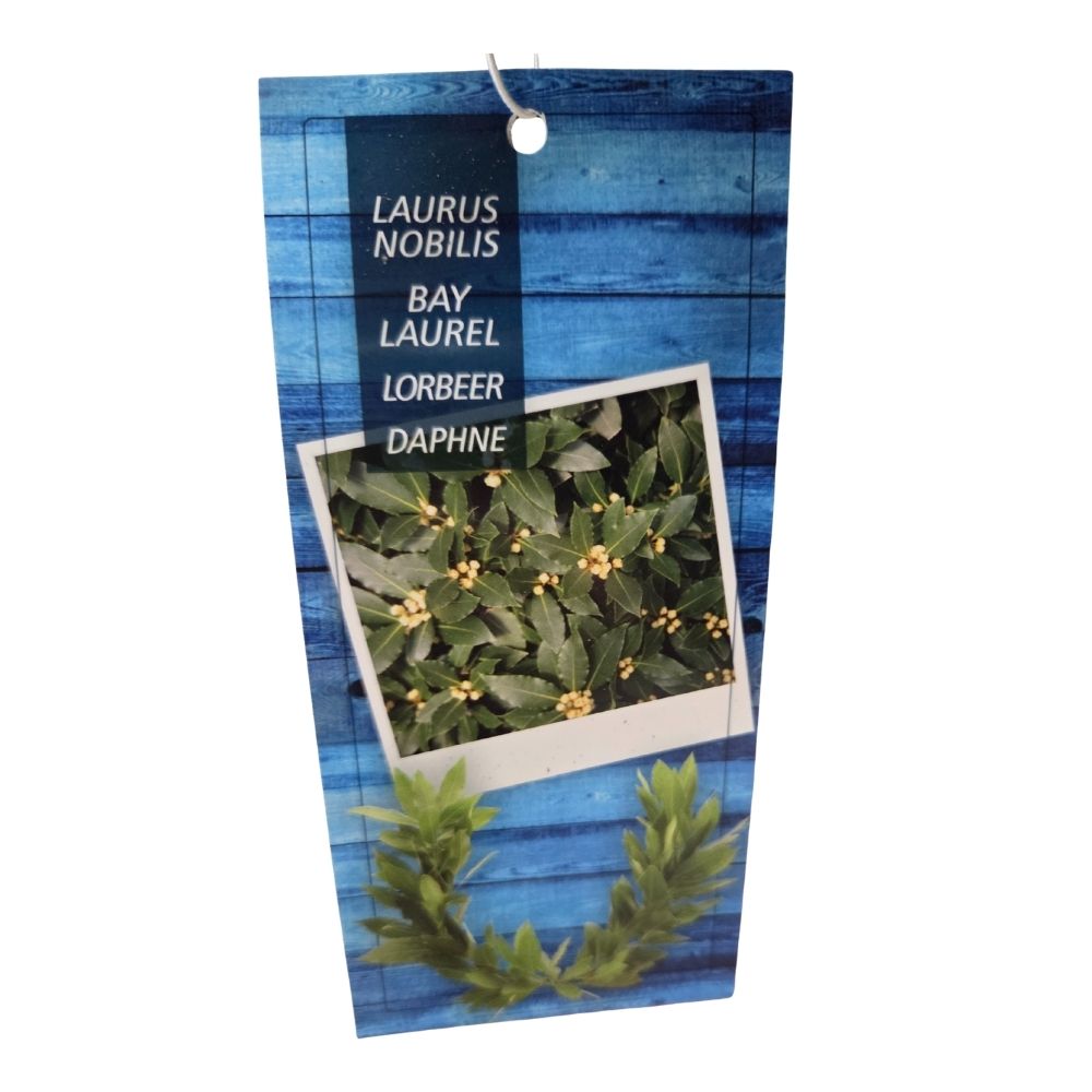 Laurus Nobilis 90cm Laurel Bay 'Round' 10Ltr Pot