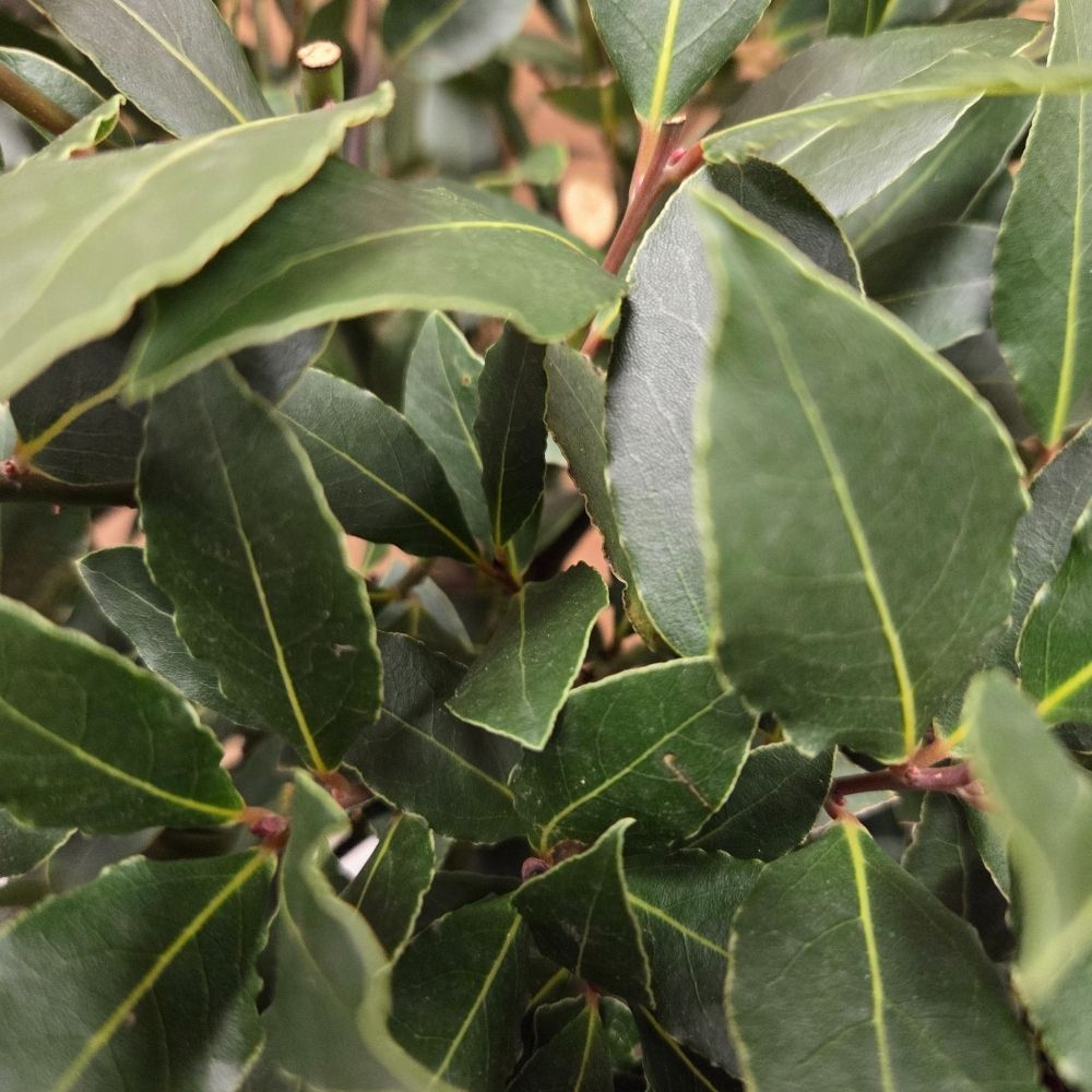 Laurus Nobilis 90cm Laurel Bay 'Round' 10Ltr Pot