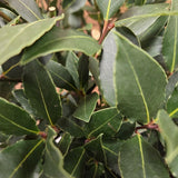 Laurus Nobilis 90cm Laurel Bay 'Round' 10Ltr Pot
