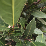Laurus Nobilis 120cm Laurel Bay 'Pyramid' Tree - 10Ltr Pot