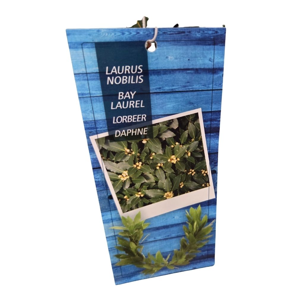 Laurus Nobilis 120cm Laurel Bay 'Pyramid' Tree - 10Ltr Pot