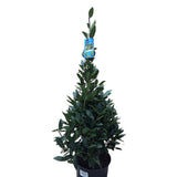 Laurus Nobilis 120cm Laurel Bay 'Pyramid' Tree - 10Ltr Pot