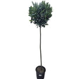 Laurus Nobilis 150cm Laurel Bay 'Round' 10Ltr Pot - Old Railway Line Garden Centre